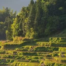 云和梯田景区 - 丽水市旅游 缩略图 6