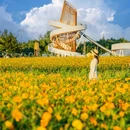 荷兰花海 - 盐城市旅游 缩略图 3