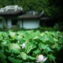 南浔古镇景区 - 湖州市旅游 缩略图 2