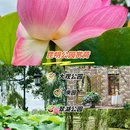 大观公园 - 昆明旅游 缩略图 1