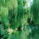 小秦淮河 - 扬州市旅游 缩略图 8