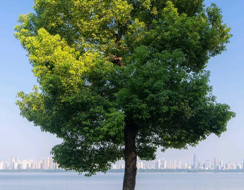 东湖绿道 - 武汉市旅游 1