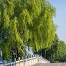 东湖绿道 - 武汉市旅游 缩略图 5
