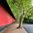 大马弄 - 杭州市旅游 缩略图 5