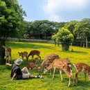 金牛湖野生动物王国 - 南京市旅游 缩略图 1