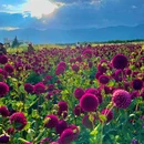 丽江听花谷(百花园) - 丽江市旅游 缩略图 5