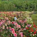 丽江听花谷(百花园) - 丽江市旅游 缩略图 6