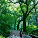 杭州西湖风景名胜区-曲院风荷 - 杭州市旅游 缩略图 9