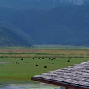 纳帕海景区 - 迪庆藏族自治州旅游 缩略图 3