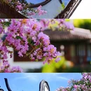 醉白池公园-莲花池 - 上海市旅游 缩略图 4