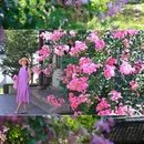 醉白池公园-莲花池 - 上海市旅游 缩略图 1