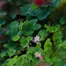 醉白池公园-莲花池 - 上海市旅游 缩略图 8