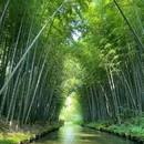 江苏同里国家湿地公园 - 苏州市旅游 缩略图 2
