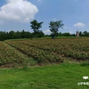 江苏同里国家湿地公园 - 苏州市旅游 缩略图 9