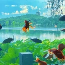 花港观鱼 - 杭州旅游 缩略图 3