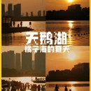 天鹅湖 - 合肥市旅游 缩略图 1