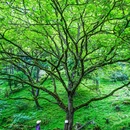 喇叭河风景区 - 雅安市旅游 缩略图 4