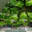 九溪烟树 - 杭州市旅游 缩略图 7