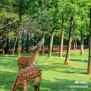 茅山森林世界 - 常州市旅游 缩略图 6