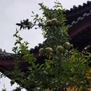 明月古寺 - 苏州市旅游 缩略图 9