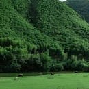 安吉地球村花园酒店 - 湖州市旅游 缩略图 3