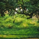 张坝桂圆林风景区 - 泸州旅游 缩略图 1