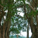 普洱景迈山古茶林景区 - 普洱市旅游 缩略图 5