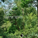普洱景迈山古茶林景区 - 普洱市旅游 缩略图 4