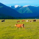 禾木风景区 - 阿勒泰地区旅游 缩略图 5