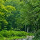 天子山风景区 - 张家界市旅游 缩略图 7