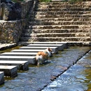 长兴八都岕十里古银杏长廊景区 - 湖州市旅游 缩略图 6