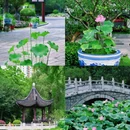 瞻园 - 南京市旅游 缩略图 7