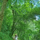 西山景区-太华古道 - 昆明市旅游 缩略图 2