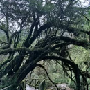 龙苍沟森林公园 - 雅安市旅游 缩略图 5