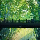 梧桐大道九号 - 南京市旅游 缩略图 7