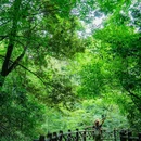蒙顶山风景名胜区 - 雅安市旅游 缩略图 5