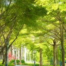 顺峰山公园 - 佛山市旅游 缩略图 8