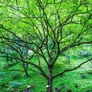 喇叭河风景区 - 雅安市旅游 缩略图 7