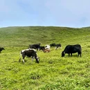 孔雀山 - 普洱市旅游 缩略图 7