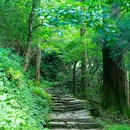 临安西天目大树王景区 - 杭州市旅游 缩略图 3