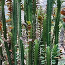 成都植物园 - 成都旅游 缩略图 2