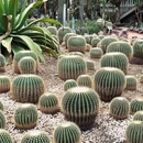 成都植物园 - 成都旅游 缩略图 1