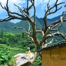 后畲村 - 丽水市旅游 缩略图 3