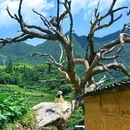 后畲村 - 丽水市旅游 缩略图 9