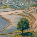 绿树格梯田景区 - 红河哈尼族彝族自治州旅游 缩略图 2