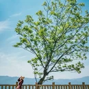 绿树格梯田景区 - 红河哈尼族彝族自治州旅游 缩略图 1