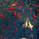 青龙峡风景区 - 昆明市旅游 缩略图 8