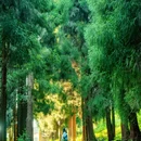 仙峰山 - 宜宾市旅游 缩略图 5