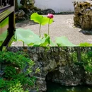 狮子林景区 - 苏州市旅游 缩略图 7