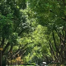 听涛景区 - 武汉市旅游 缩略图 8